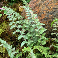 Cheilanthes (Hemionitis) lanosa